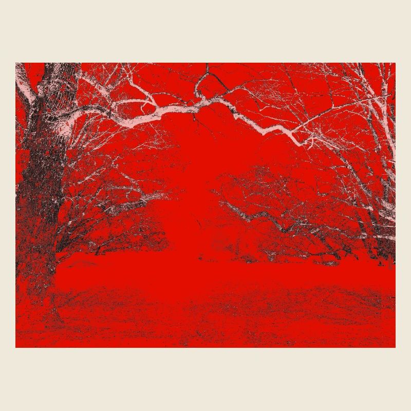 Red Forest Edge Contrast