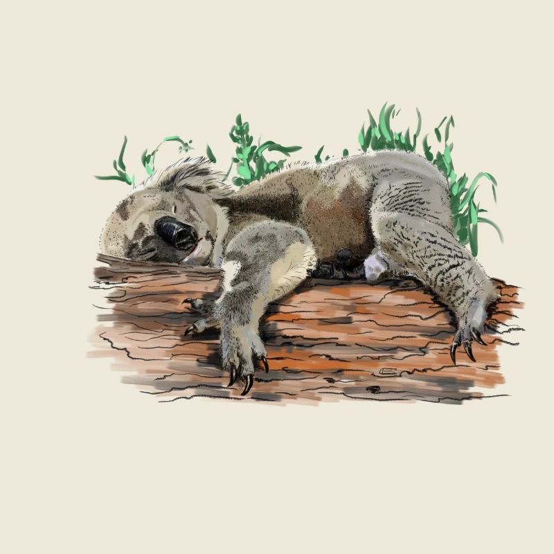 Koala