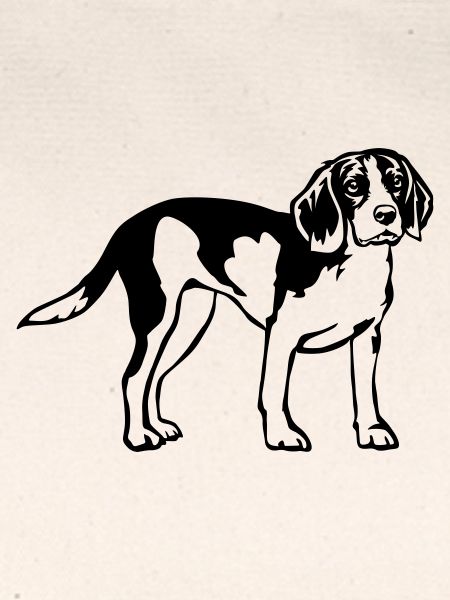 Beagle