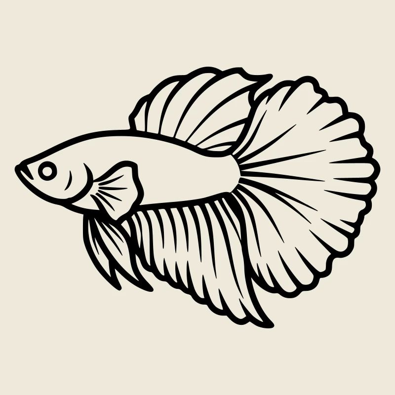 Kampffisch Betta Splendens Aquarium