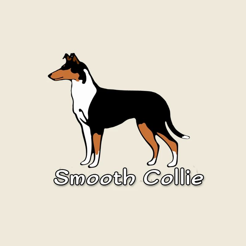 Smooth Collie tricolour