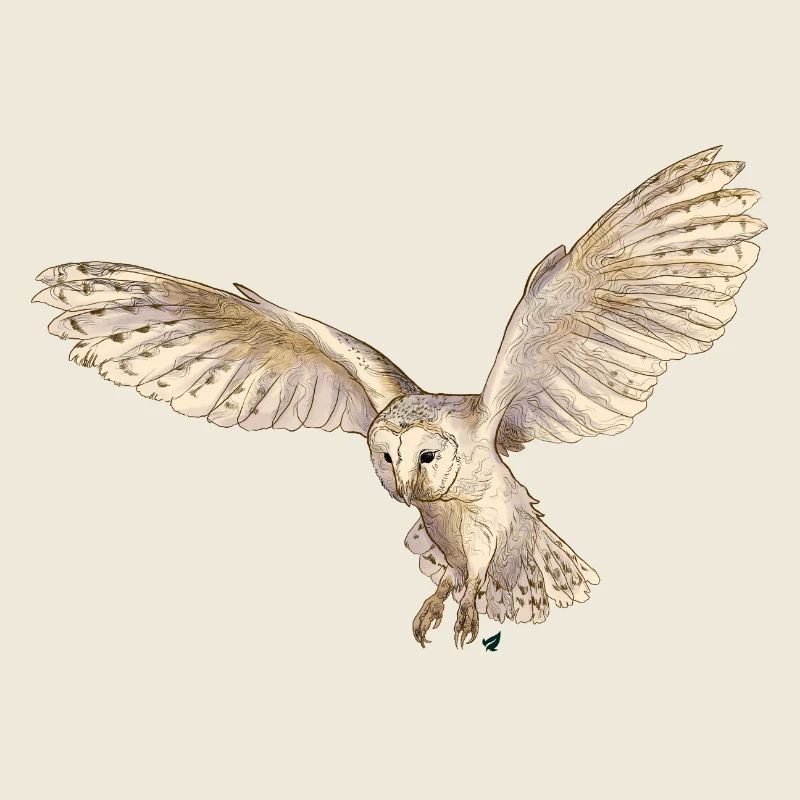 Wunderschöne Schleiereule im Flug