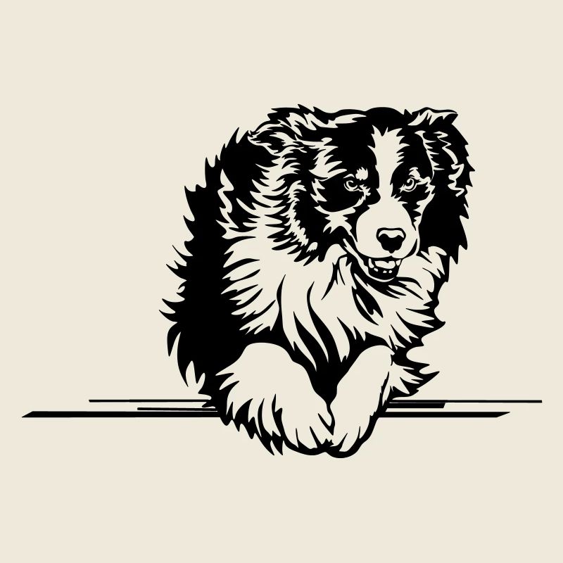 Australian Shepherd