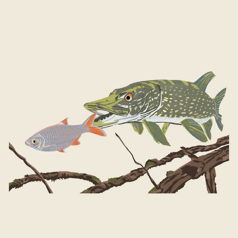 A pike chases a rudd