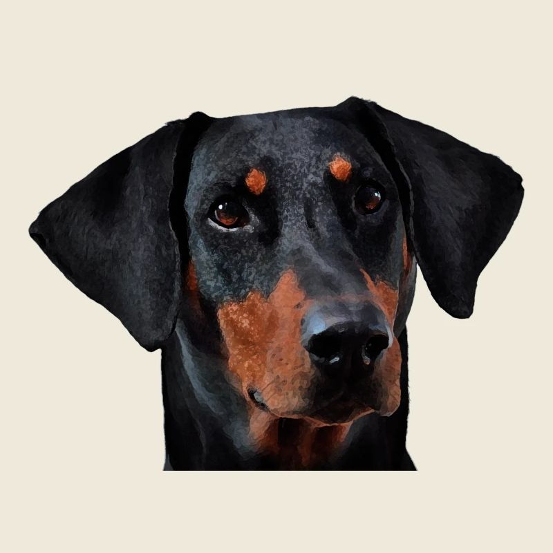 Dobermann