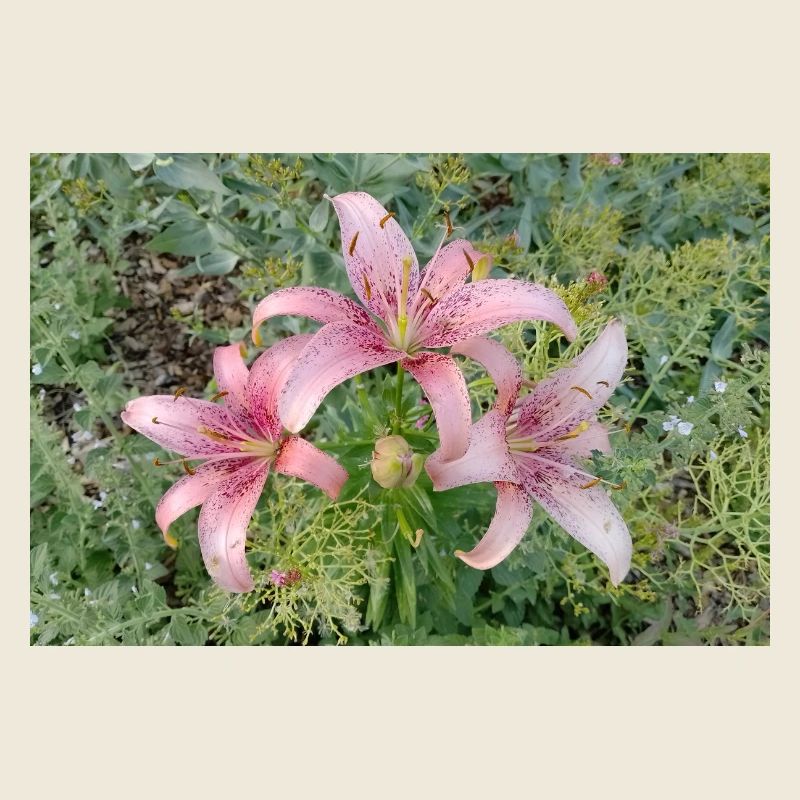 Fleur de lys rose