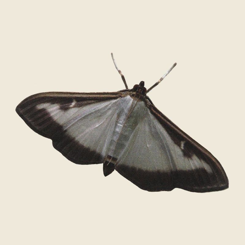 box tree moth