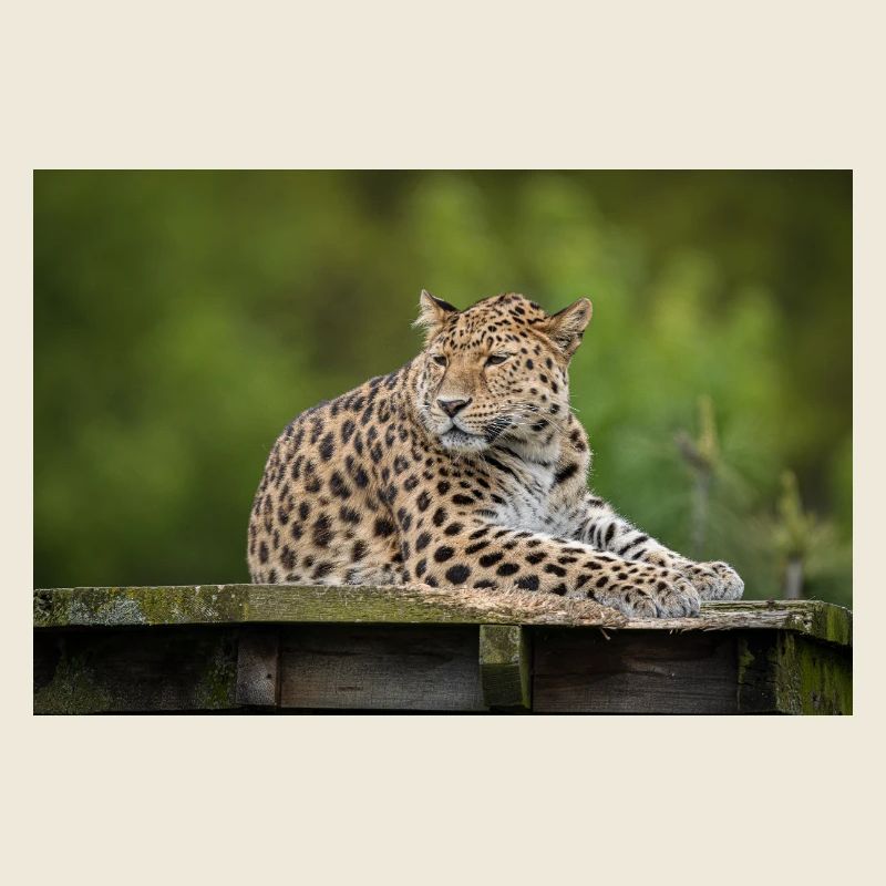 Leopard