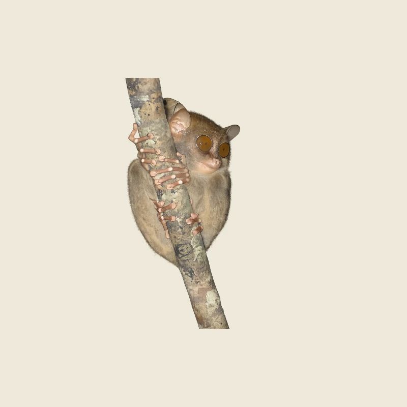 Nächtlicher Kletterer Primat