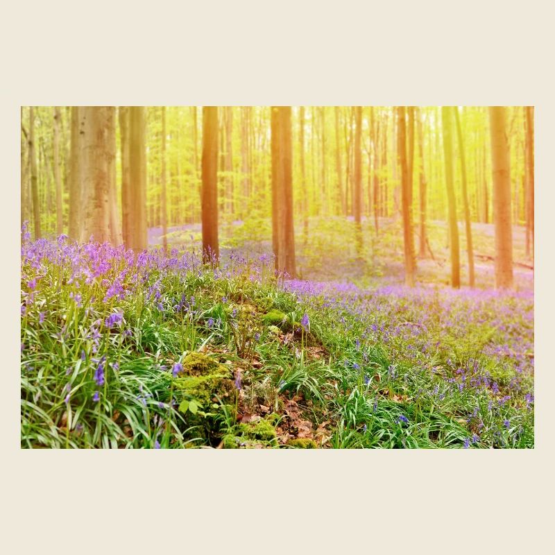 Lumière de la forêt de jacinthes bleues baignée de soleil