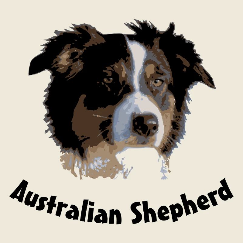 australian shepherd aussie sheep herd cattle