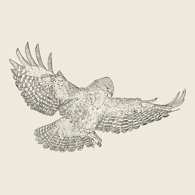 Common buzzard, bird of prey drawn (stylized)