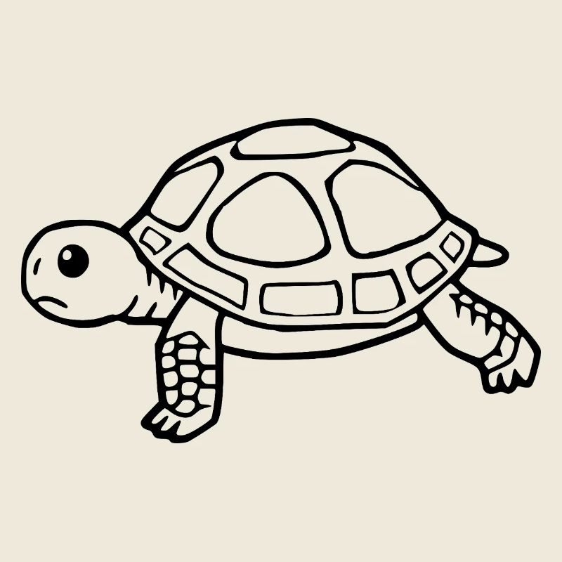 Tortue Tortues