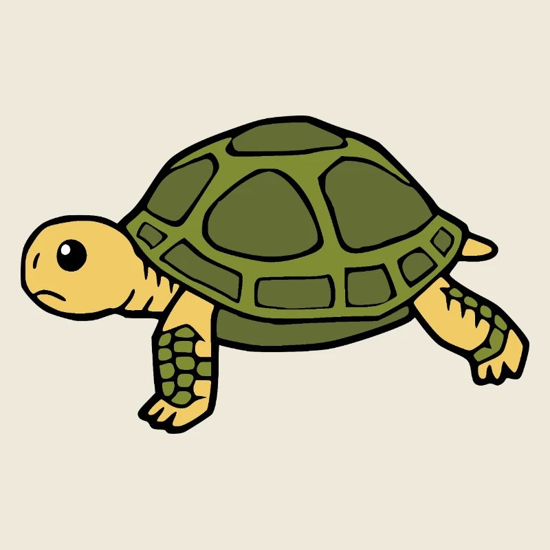 Tortue Tortues