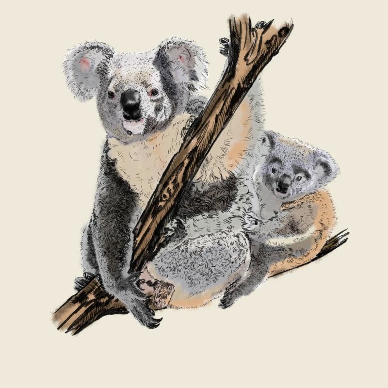 Koala
