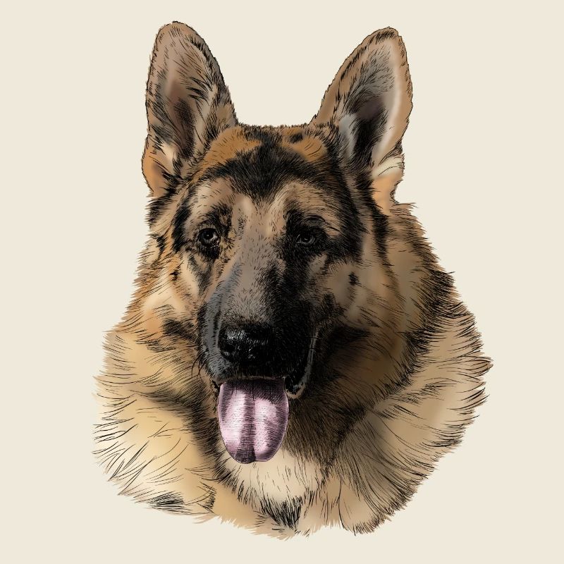 German shepherd