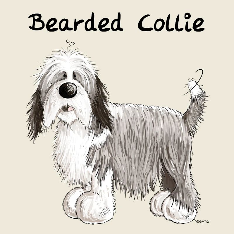 Happy Bearded Collie