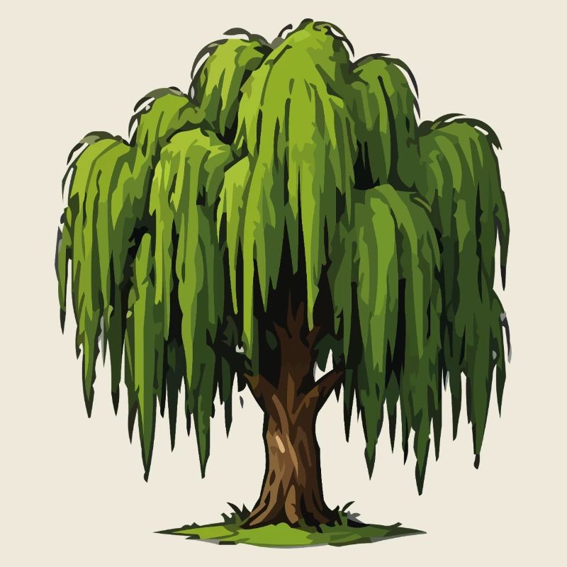 Graphique du Saule Pleureur