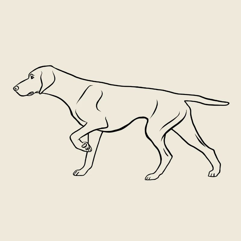 Dt. Shorthaired Pointer, prominent