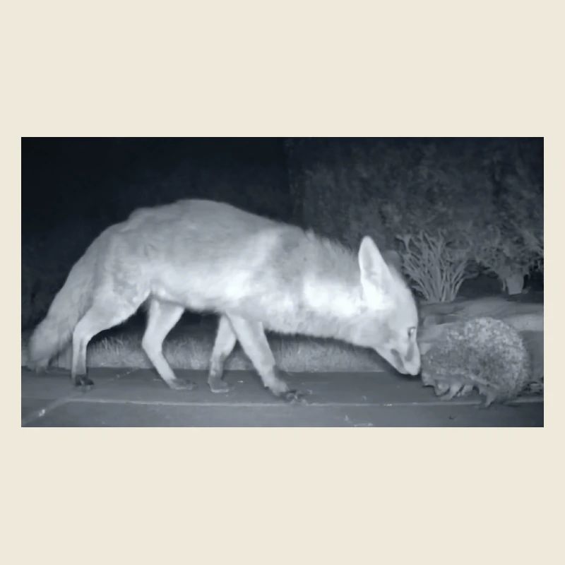 Night Fox Hedgehog Encounter