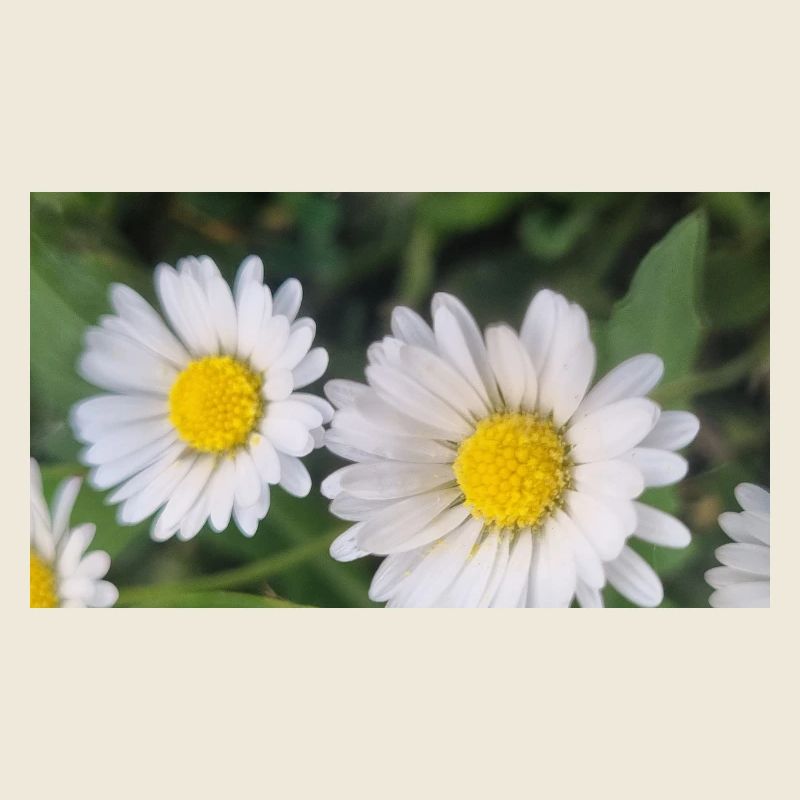 Daisy Spring Flair