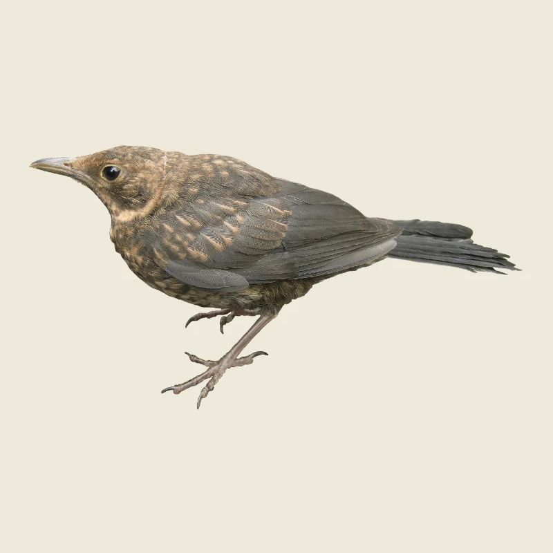 Merle Jeune Oiseau