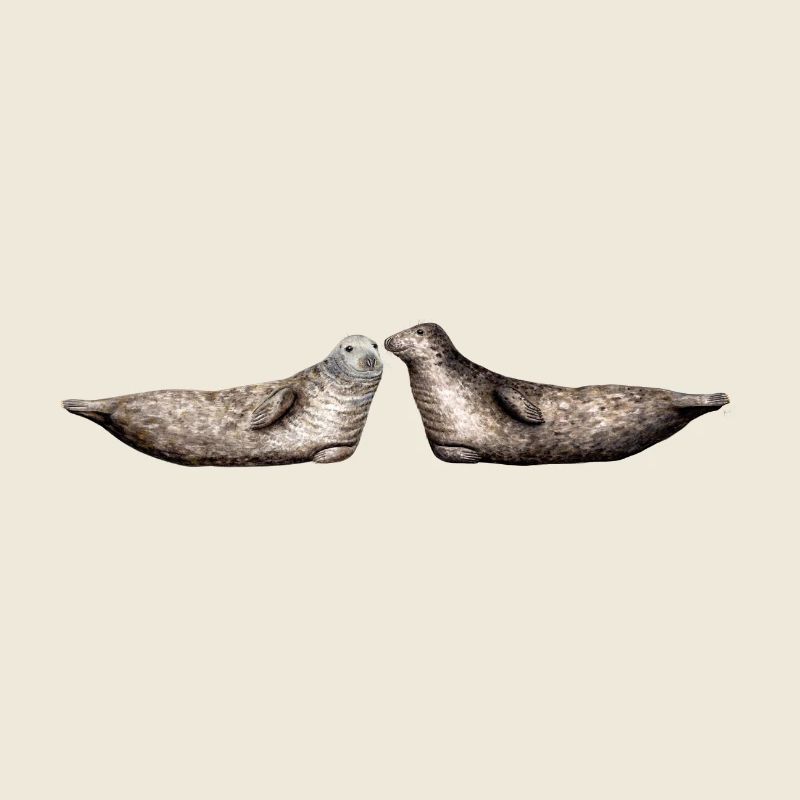 Phoque gris - Les phoques gris - gris Phoques