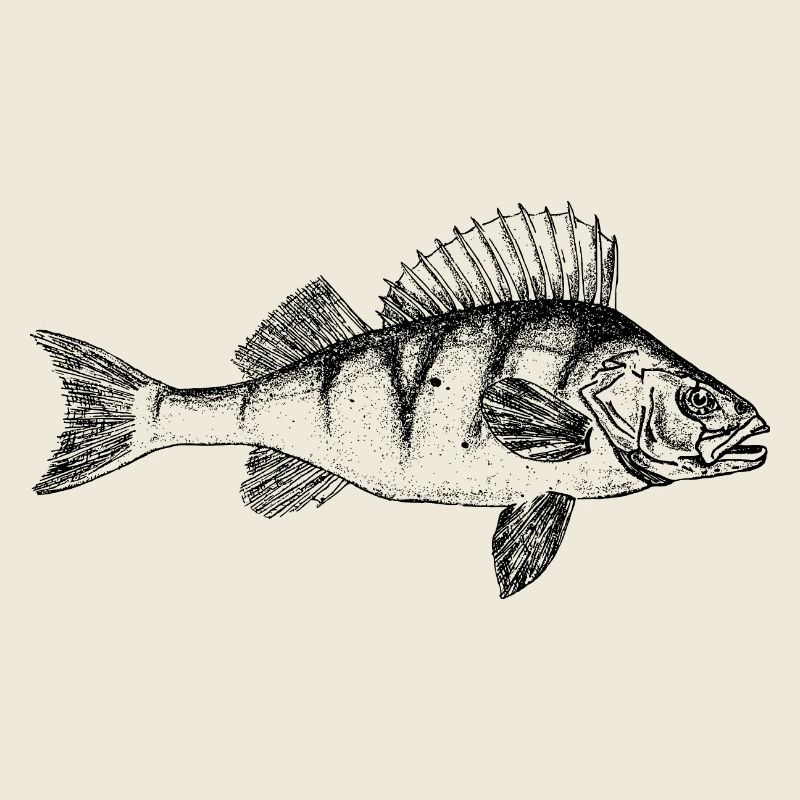 Barsch Perch Motiv