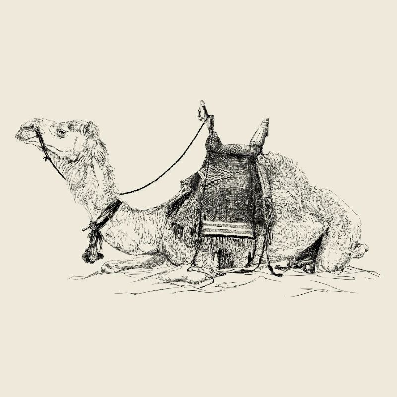Camel