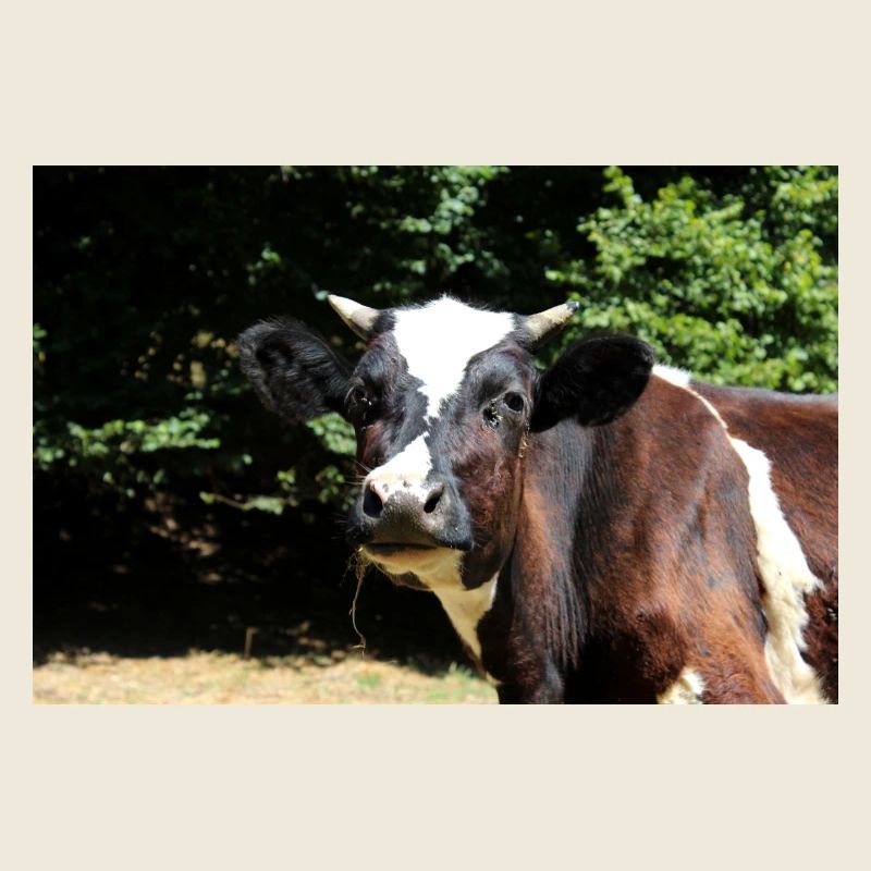 Affiche de vache