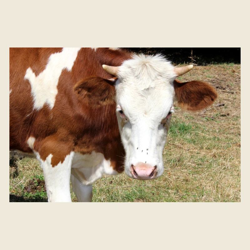 Affiche de vache