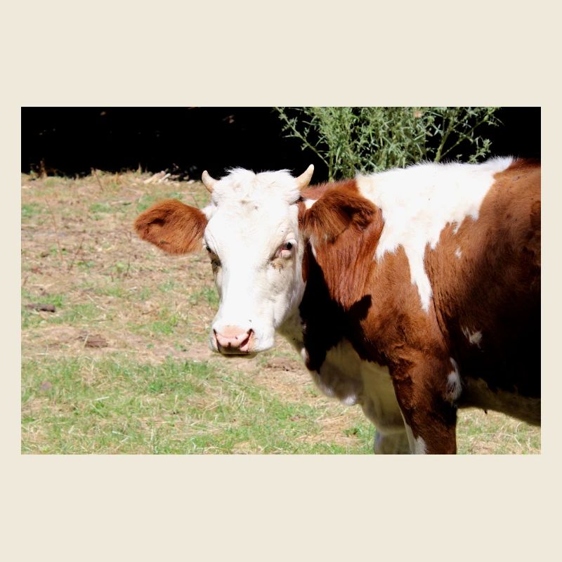 Affiche de vache