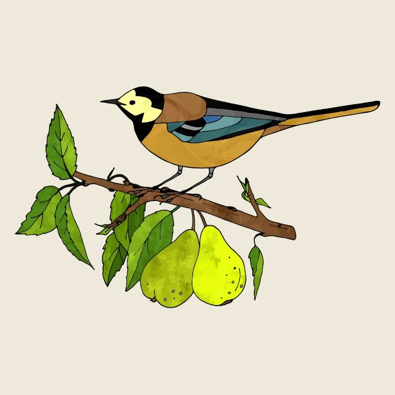 Oiseau coloré