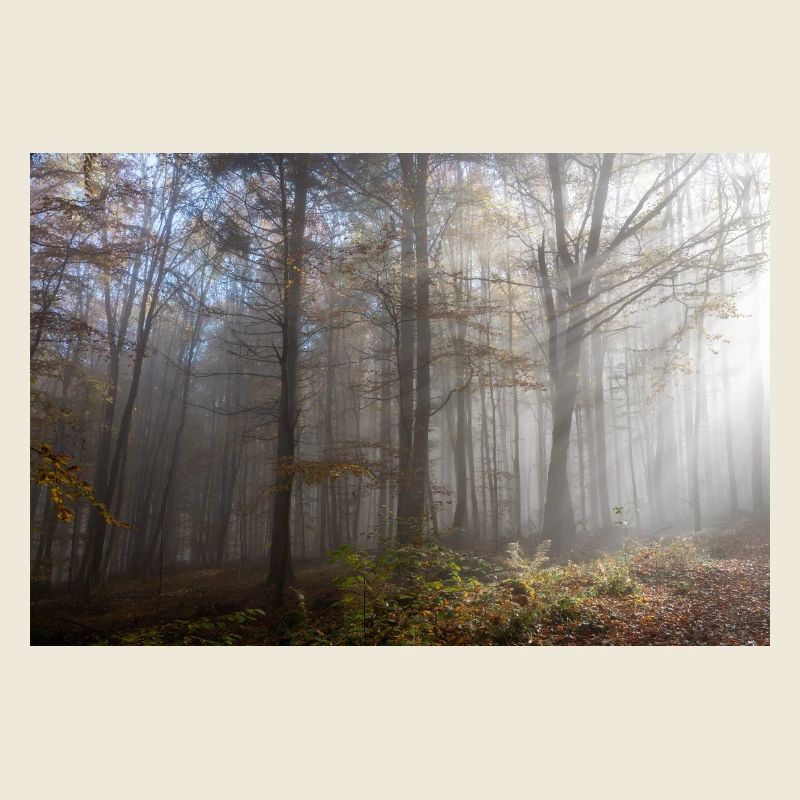 Herbststimmung