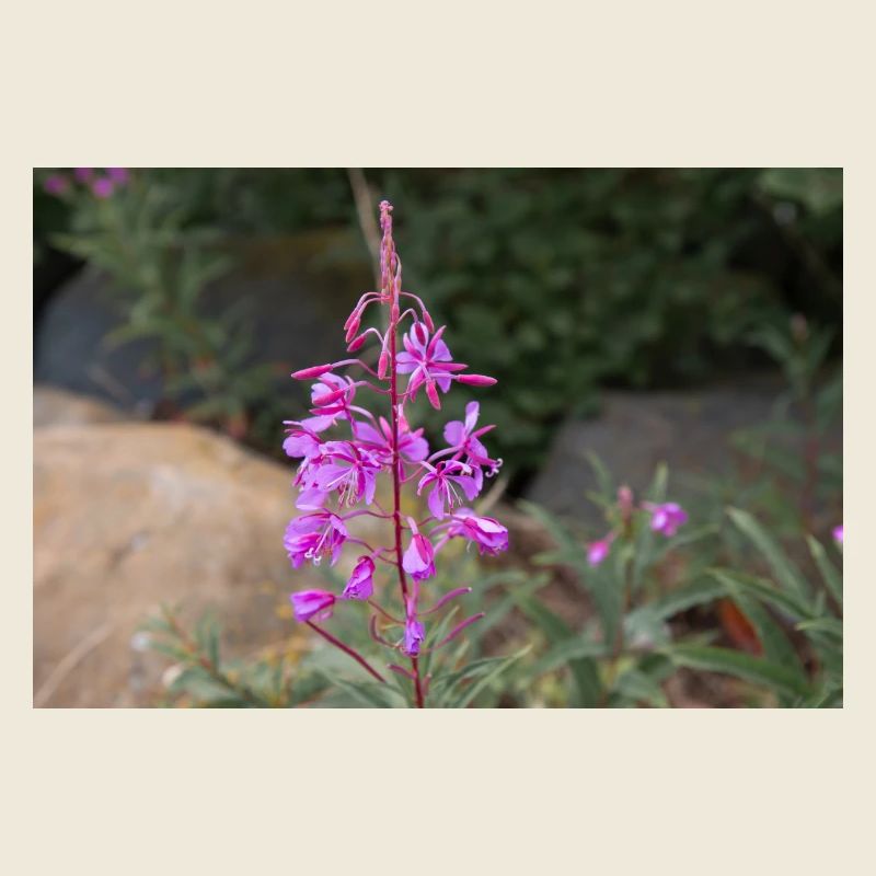 fireweed also willow herb also rosebay willowherb