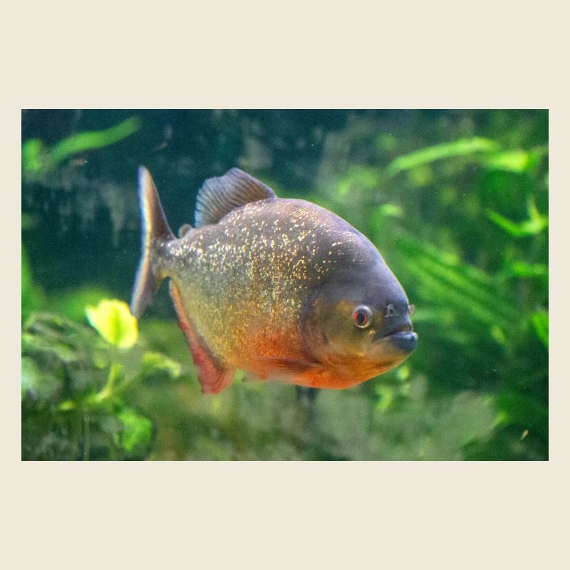 Piranha fish silver red Sharp teeth
