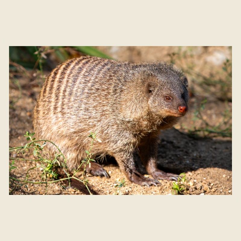 Banded Mongoose or Zebra Mongoose Zebramanguste