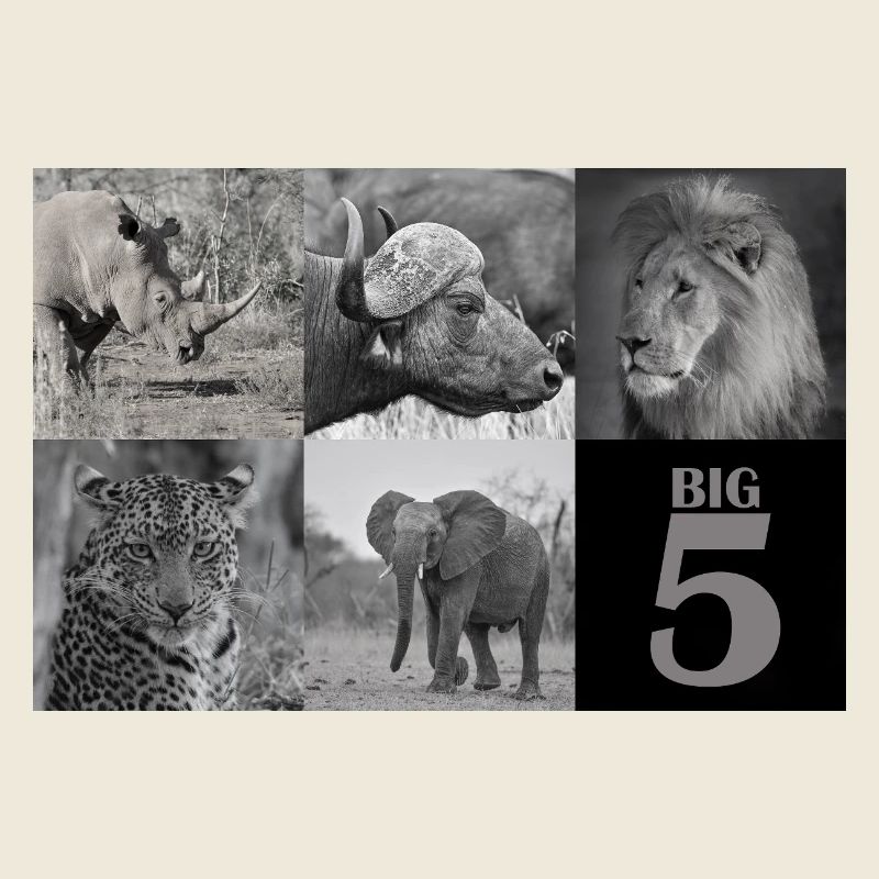 Afrikas Big 5