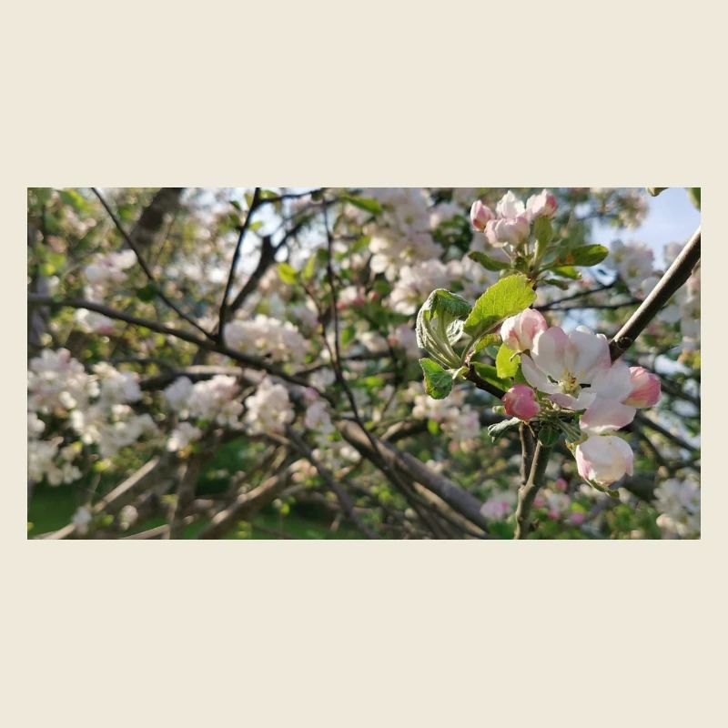 Cherry blossom branches Spring