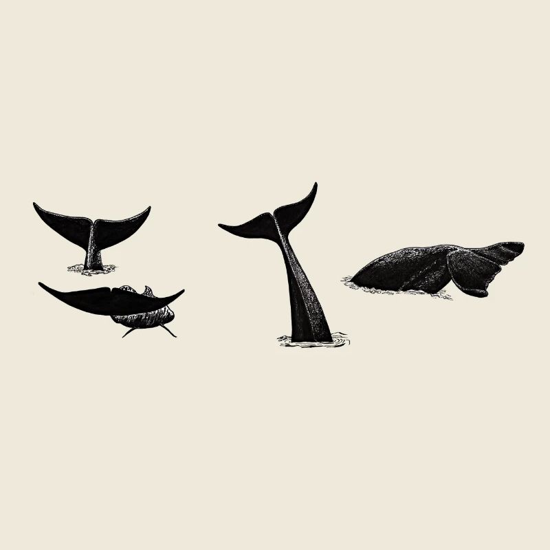 Whale tail - Whale fluke - Queues de baleines