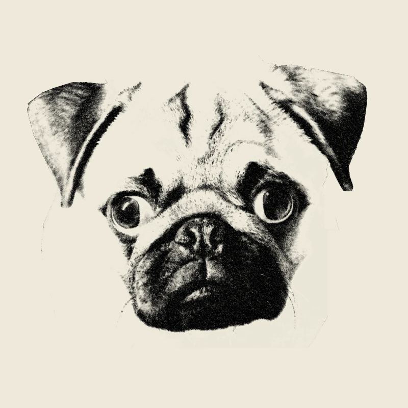 pug face