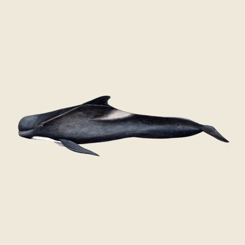 Grindwal - Grindwal - globicéphale noir