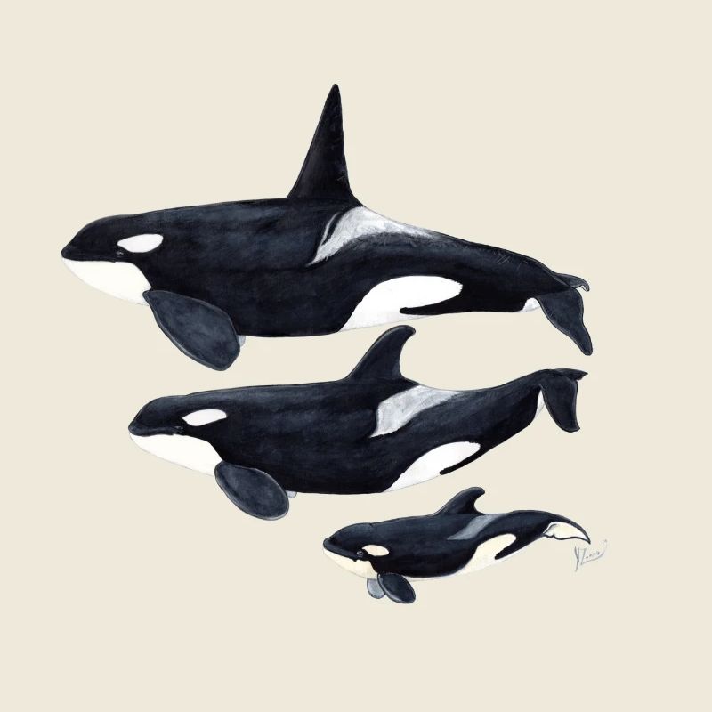 Orca - killer whale - orque