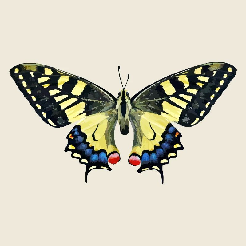 papillon - papillon