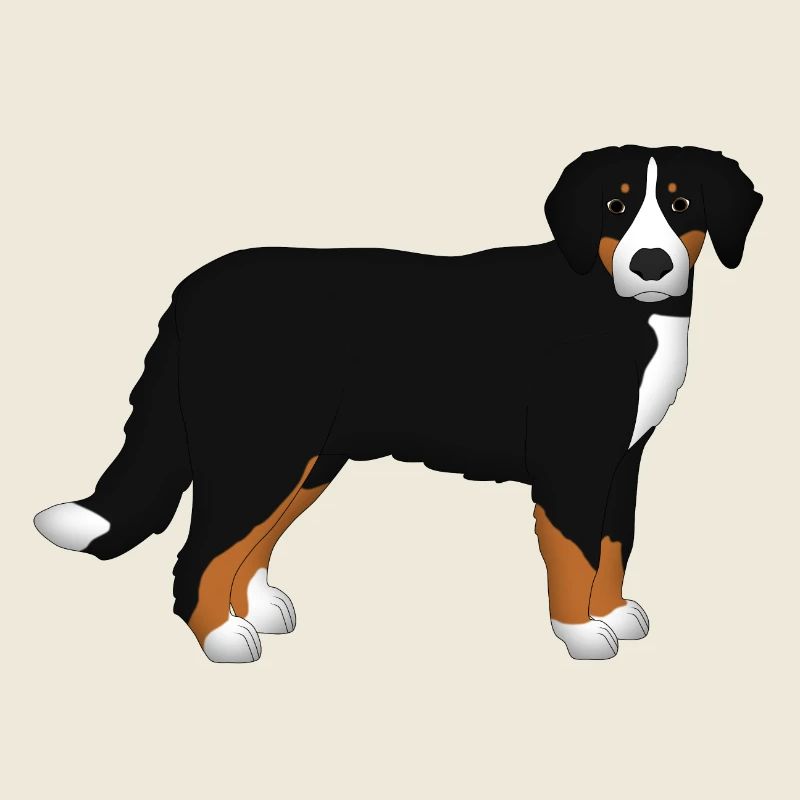 Bouvier Bernois devant de la tête