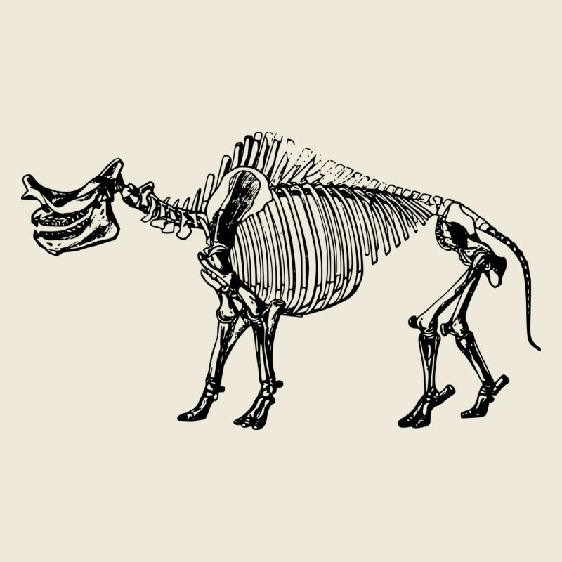 Dinosaur skeleton