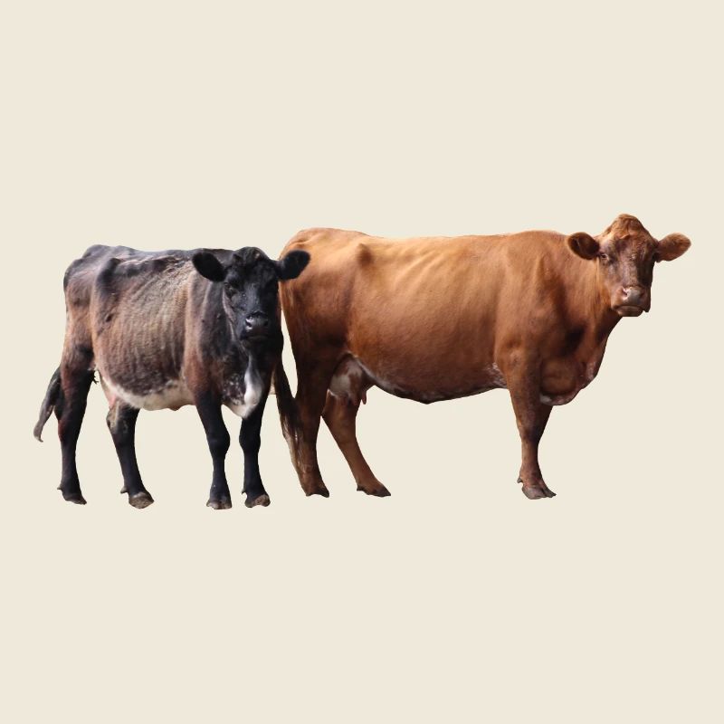 two cows