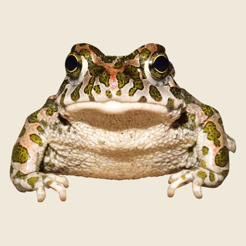 frog frog crocodile toad animal animals