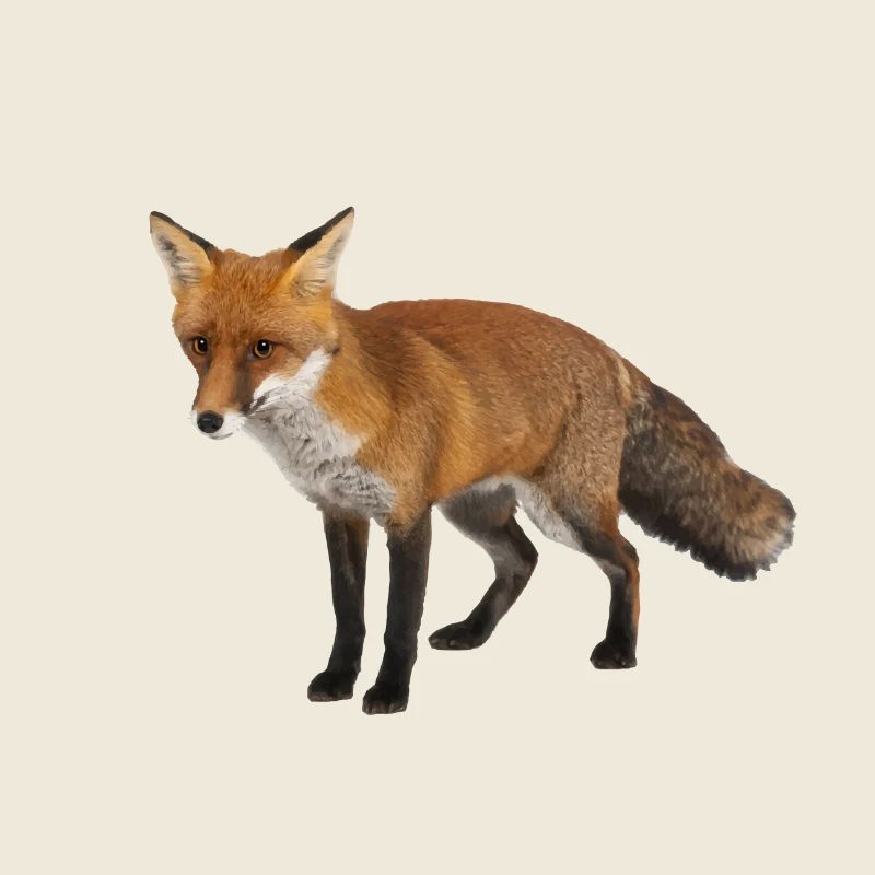 Fox