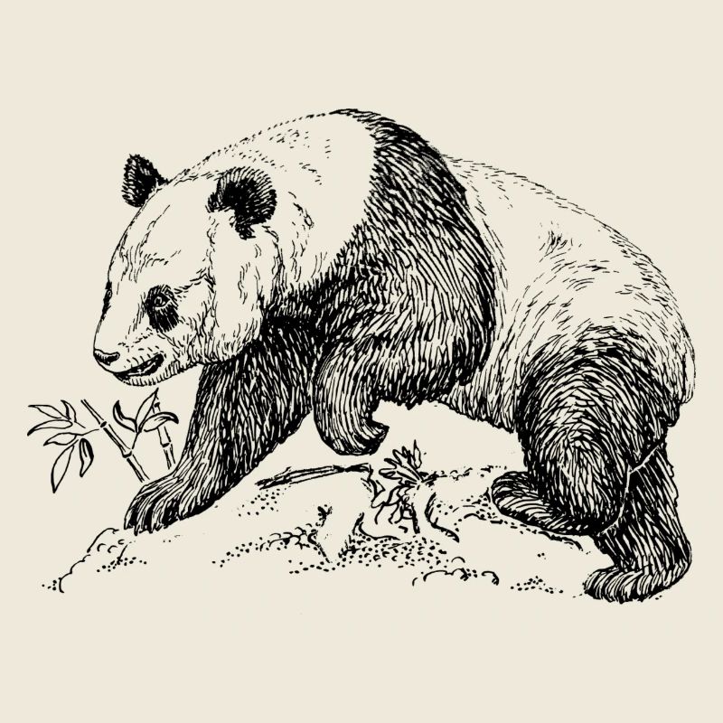 Panda Bär